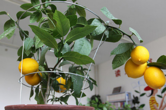 柠檬盆栽换土方法