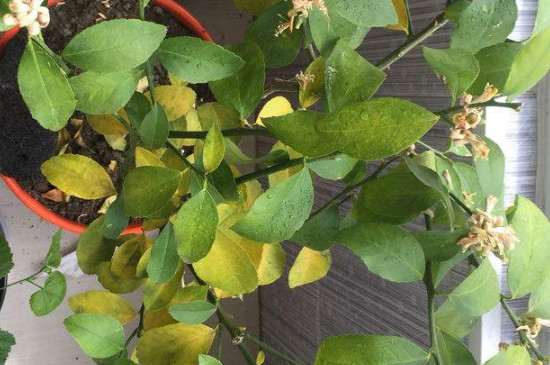 盆栽柠檬树叶发黄是什么原因