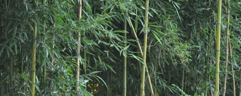 竹子能吃吗