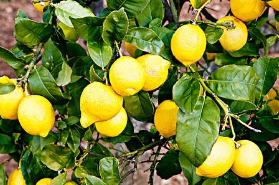 柠檬盆栽的养殖方法和注意事项