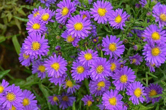 紫苑花怎么养