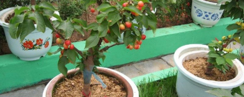 盆栽樱桃种植方法和注意事项