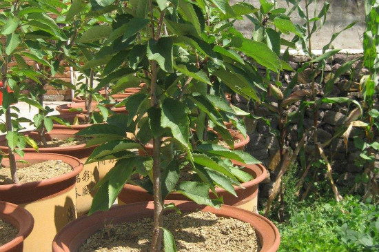 盆栽樱桃种植方法和注意事项