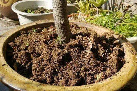 废菌棒怎么做营养土
