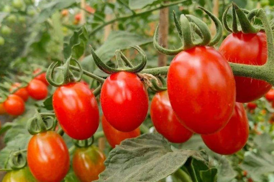盆栽小番茄的种植方法