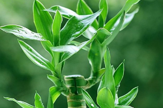 富贵竹土培的养殖方法