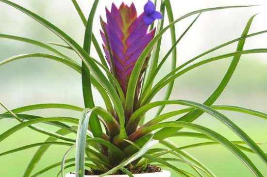 紫花凤梨的养殖方法和注意事项