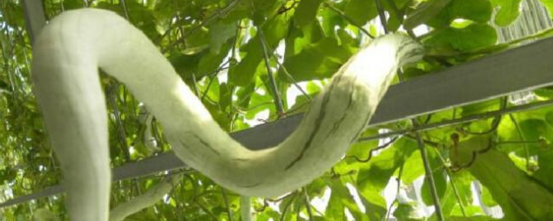 蛇豆种子催芽方法