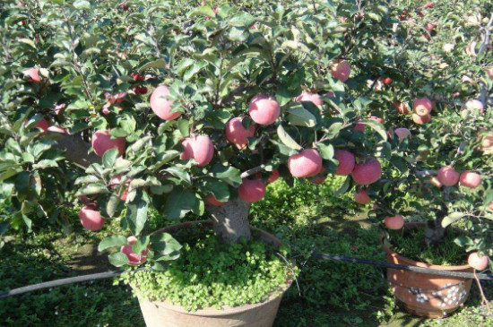 盆栽苹果树叶子发蔫打卷什么原因