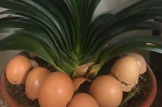 蛋壳可以当肥料放进花盆吗
