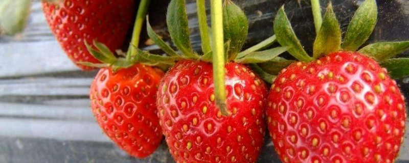 草莓夏天可以种吗