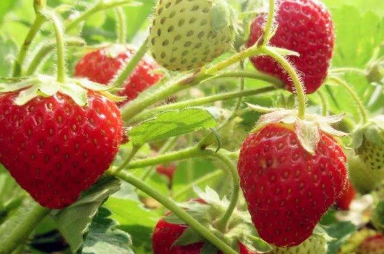 草莓夏天可以种吗