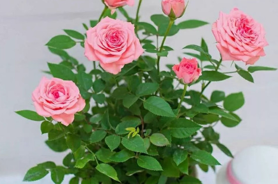 玫瑰花可以放在室内养吗
