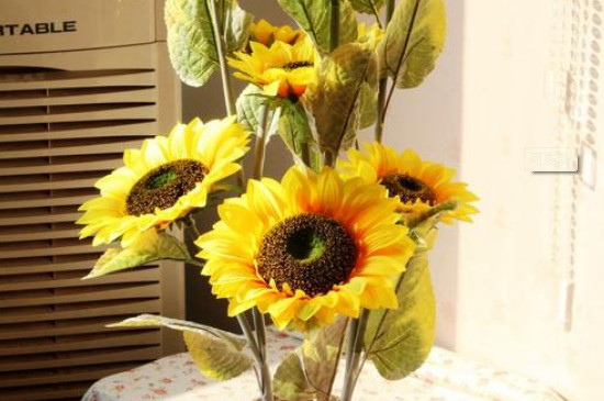 太阳花可以放在室内养吗