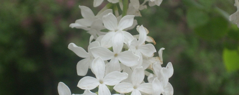 白色丁香花可以放在室内养吗