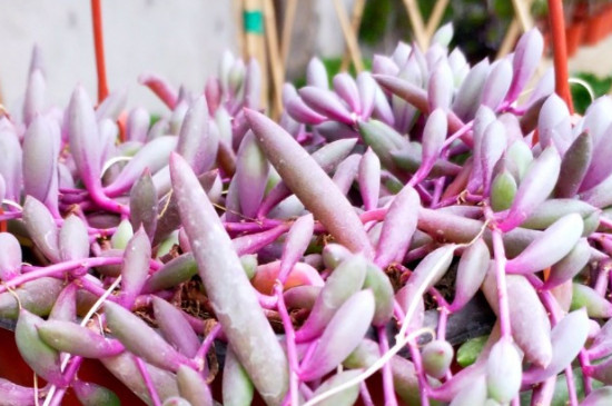 紫玄月吊兰的养殖方法和注意事项