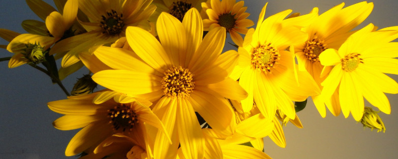 太阳花可以水培养吗