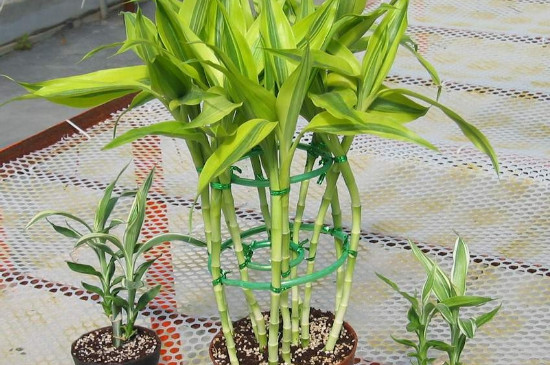 富贵竹的土壤养殖方法