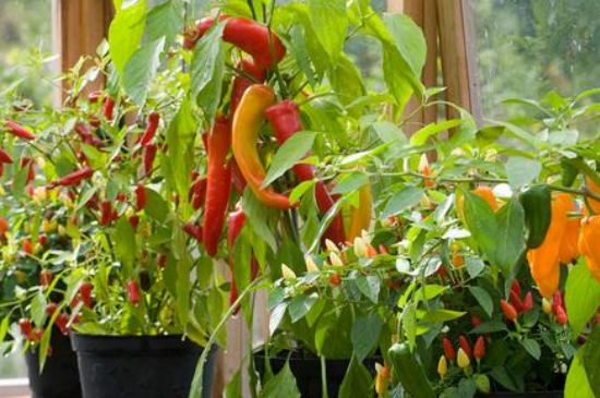 阳台种辣椒的方法
