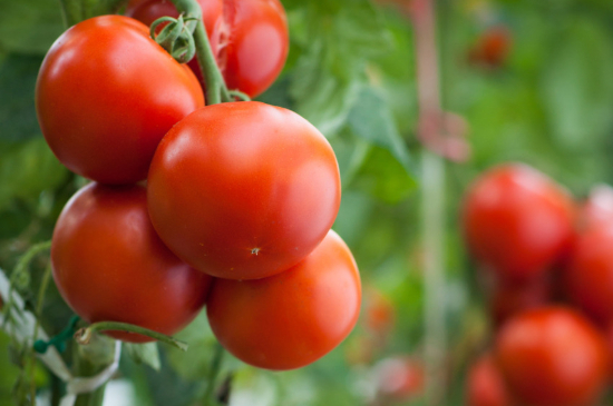 种西红柿需要注意什么