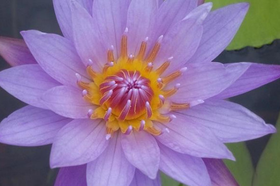 紫色睡莲的花语是什么