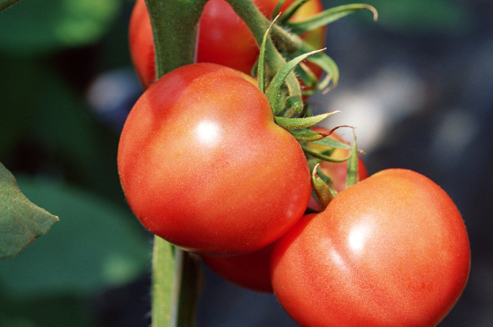 西红柿掐头的方法