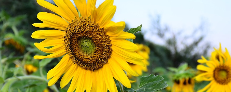太阳花是多年生植物吗