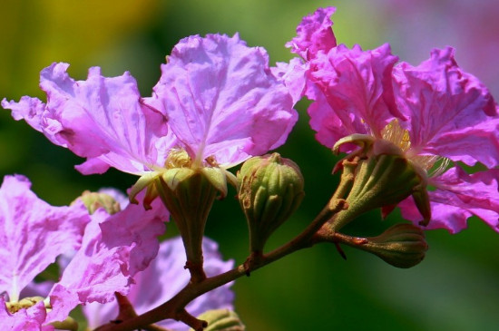 大花紫薇花语是什么