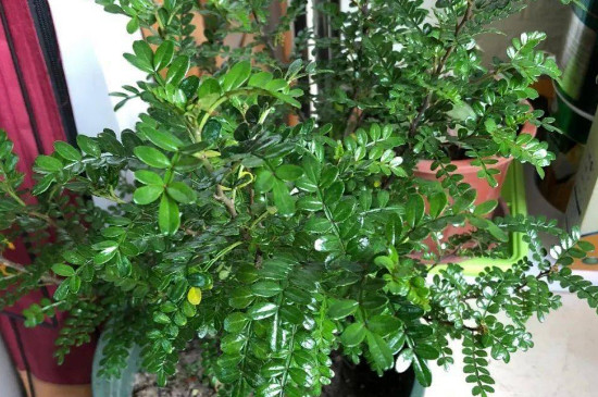 清香胡椒木的养殖方法和注意事项
