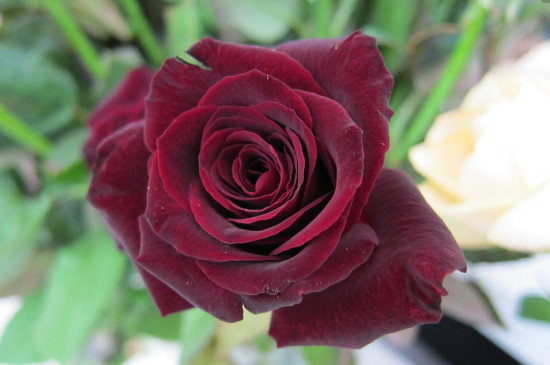 黑玫瑰的花语是什么呀