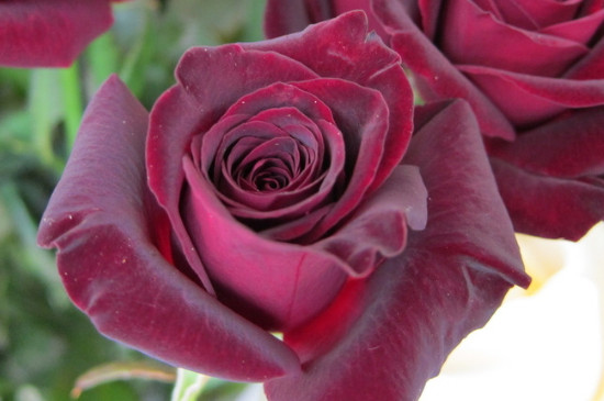黑玫瑰的花语是什么呀
