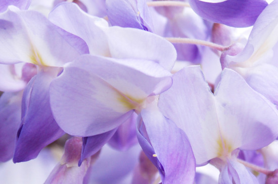 紫藤盆栽一般用多深的盆