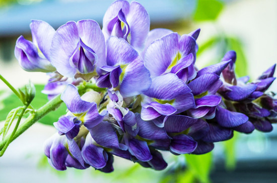 紫藤盆栽一般用多深的盆