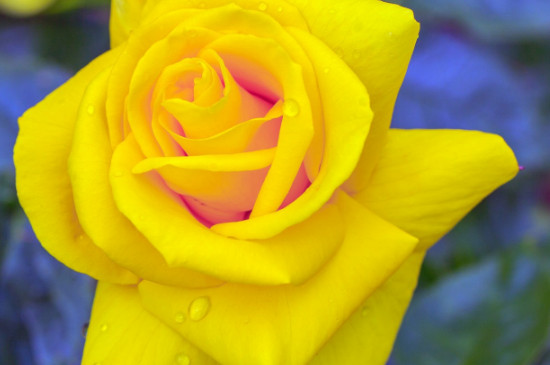 黄玫瑰花的寓意是什么