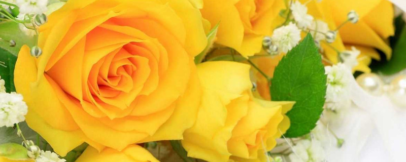 黄玫瑰花的寓意是什么