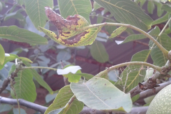 核桃树叶子被虫子吃了怎么治疗