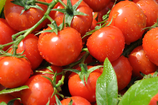 生西红柿有毒吗