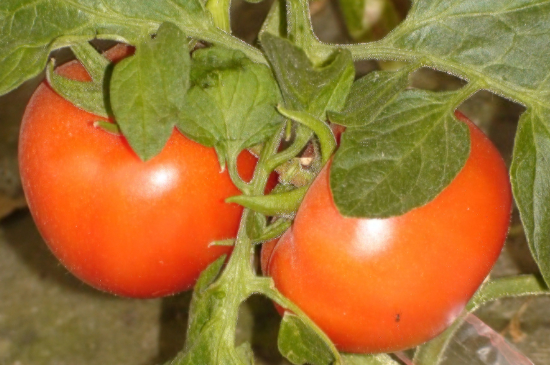 生西红柿有毒吗
