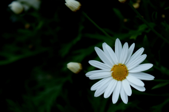 小白菊的花语和寓意