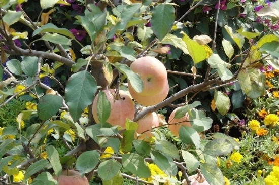 苹果树黄叶病怎么治疗