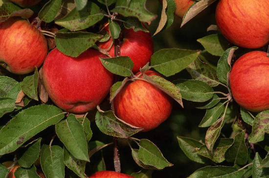 苹果树叶子有黄斑是什么原因