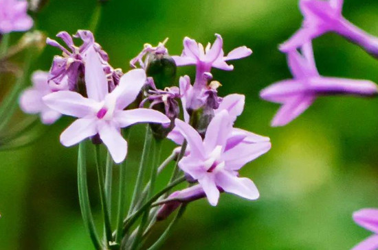 紫娇花的种植方法