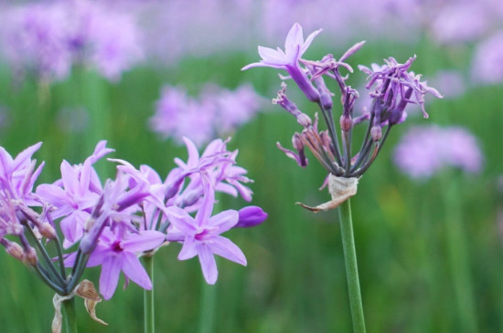 紫娇花的种植方法