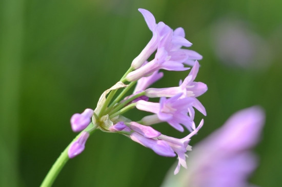 紫娇花的花期