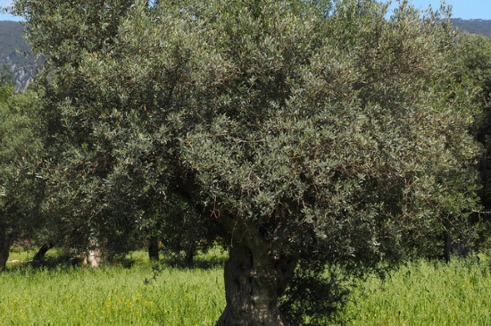 橄榄树象征什么