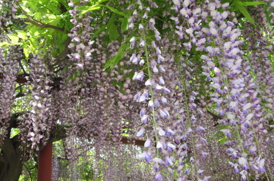 紫藤花象征什么精神