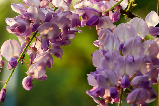 紫藤花象征什么精神