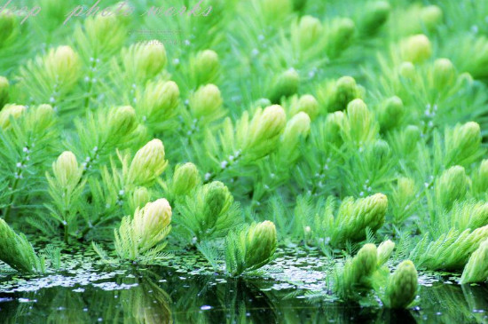 金魚藻屬於沉水植物嗎