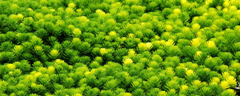 金魚藻屬於沉水植物嗎