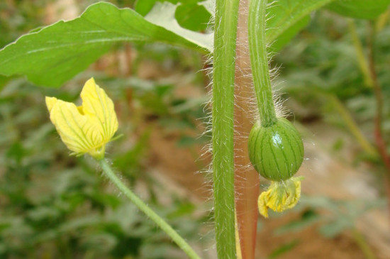 吃的西瓜籽可以种出西瓜吗